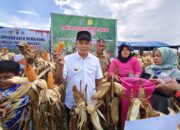 Bersama Wabup, Bupati Konawe Panen Jagung Hibrida 8,3 Ton per Hektar Tanpa Pupuk