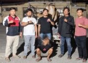 Pencuri di Konawe Dibekuk, 14 Ekor Sapi Curian Terungkap