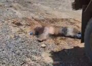 Tragedi di Kawasan PT IPIP: Pekerja Diduga Terlindas Truk, Satu Orang Meninggal