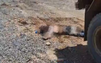 Tragedi di Kawasan PT IPIP: Pekerja Diduga Terlindas Truk, Satu Orang Meninggal