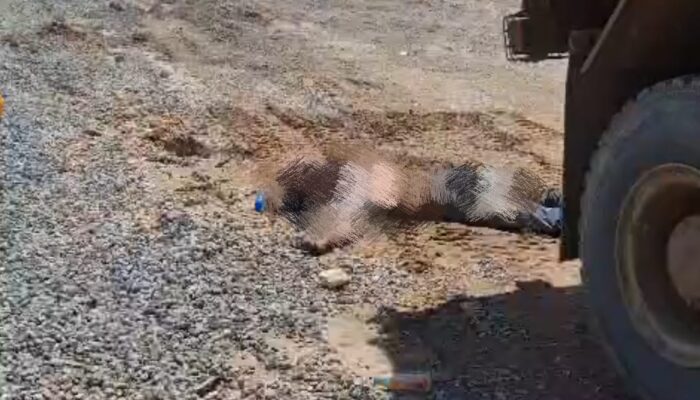 Tragedi di Kawasan PT IPIP: Pekerja Diduga Terlindas Truk, Satu Orang Meninggal