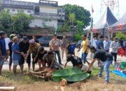Polres Parepare Kurbankan Sepuluh Sapi dan Satu Kambing, Daging Disalurkan ke Fakir Miskin dan Anak Yatim