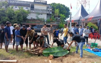 Polres Parepare Kurbankan Sepuluh Sapi dan Satu Kambing, Daging Disalurkan ke Fakir Miskin dan Anak Yatim
