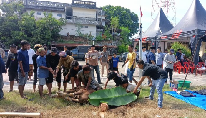 Polres Parepare Kurbankan Sepuluh Sapi dan Satu Kambing, Daging Disalurkan ke Fakir Miskin dan Anak Yatim