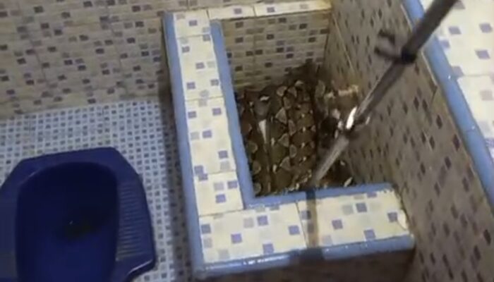Geger Ular 4 Meter di Bak Kamar Mandi, Damkar Kendari Evakuasi Tengah Malam