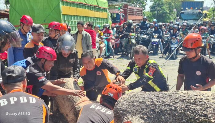 Pohon Tumbang Timpa Mobil di Parepare, Penjual Kopi Luka Ringan