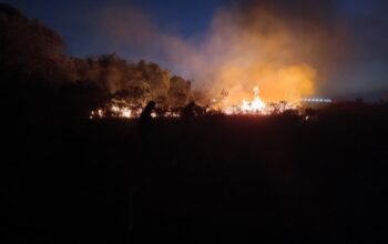 Damkarmat Kendari Padamkan Kebakaran Lahan Milik Timber Group di Poasia